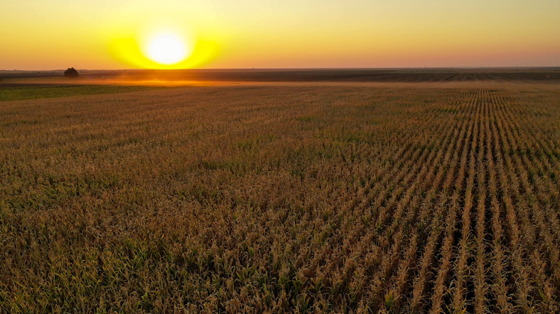 Sunrise over a cornfield